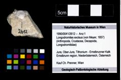 Foto (Objekt + Etikett) von Longodromites excisus (von Meyer, 1857)  (NHMW-GEO-1990-0041-2612)